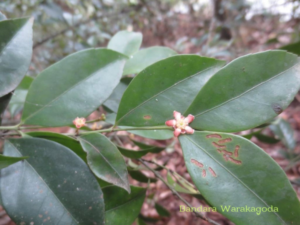 Euonymus walkeri Wight